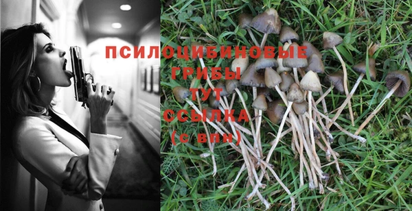 прущие грибы Алзамай